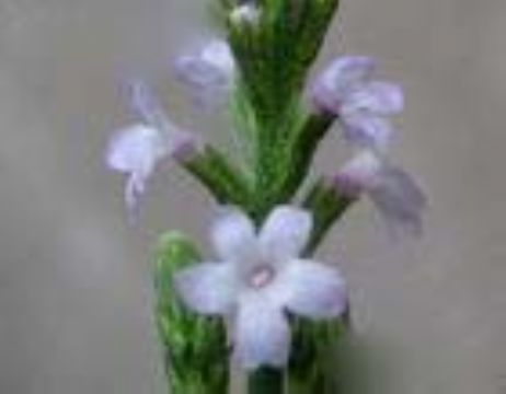 Verbena Officinalis L. Extract   